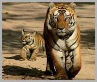 Corbett National Park